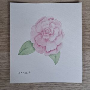 Camelia
