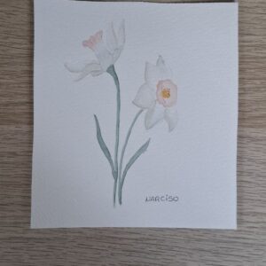 Narciso