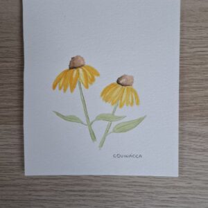 Equinácea